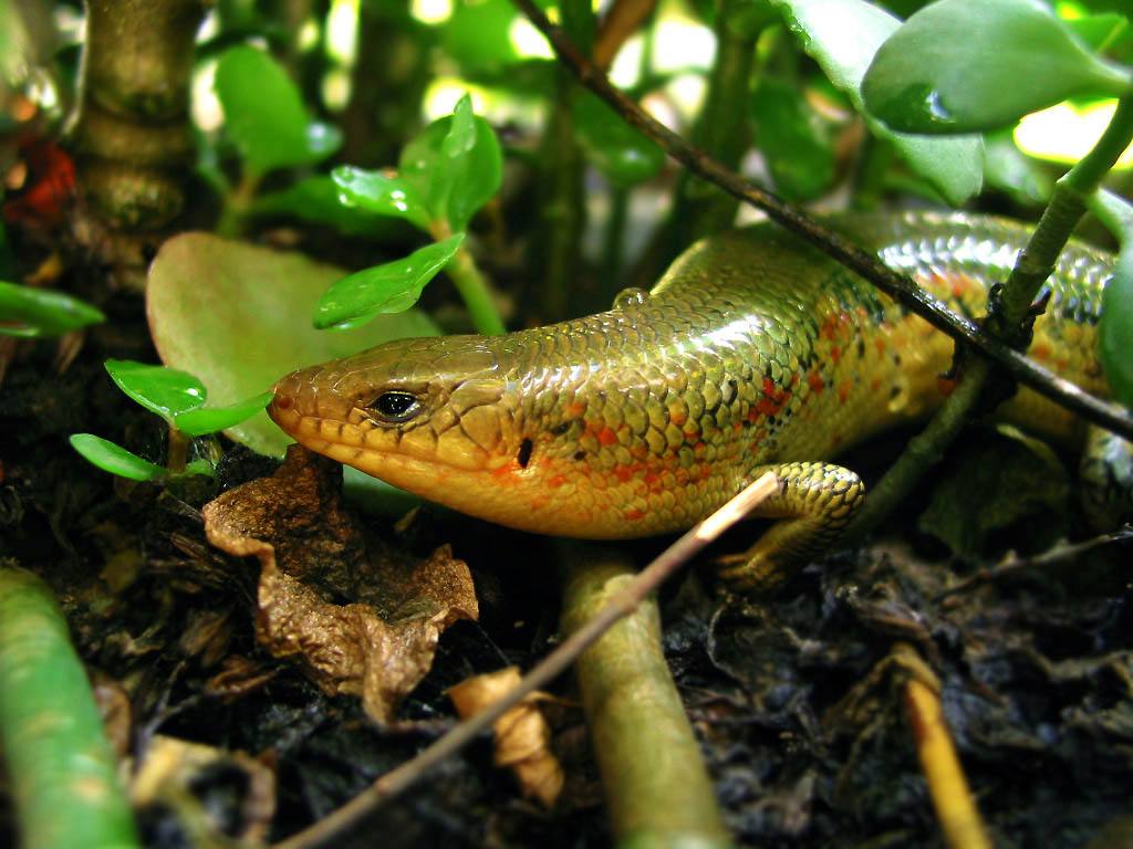  p>中国石龙子(学名: i>plestiodon chinensis /i>)为石龙子科 a href