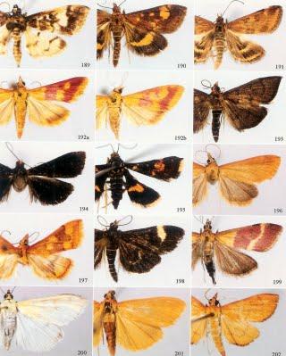 河南昆虫志鳞翅目螟蛾总科 (2009)