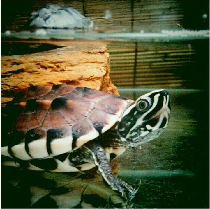  p>马来食螺龟(学名:malayemys subtrijuga)颚微钩曲.