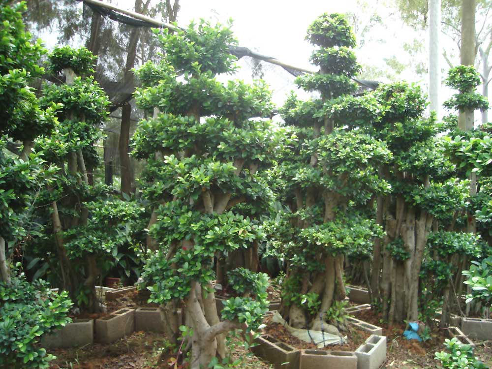 榕树盆景怎修剪造型(榕树盆景怎修剪造型好看)