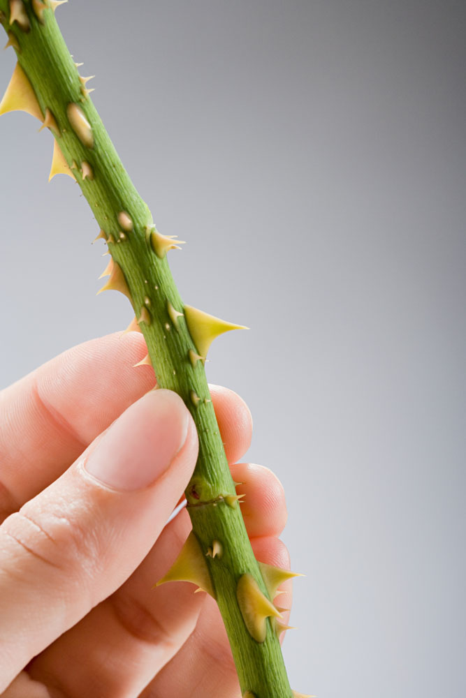 花茎