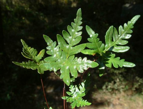  p>粉背蕨,中药名.