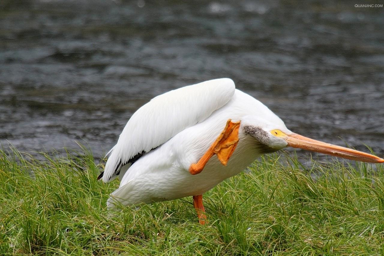  p>白鹈鹕(学名: i>pelecanus onocrotalus /i>),俗名又称 a target="