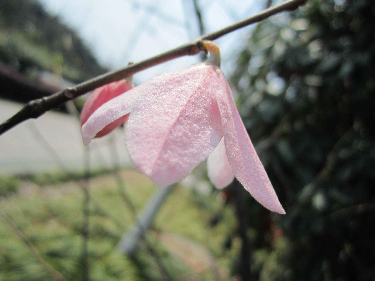  p>陀螺果属(学名:melliodendron hand. -mazz.