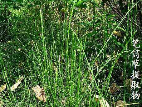 笔筒草:草木无心，但有气节_百科TA说
