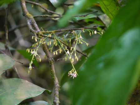 Hopea ponga_百度百科