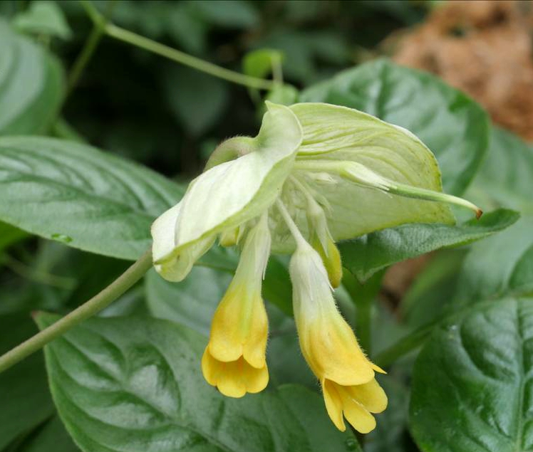 黄花牛耳朵