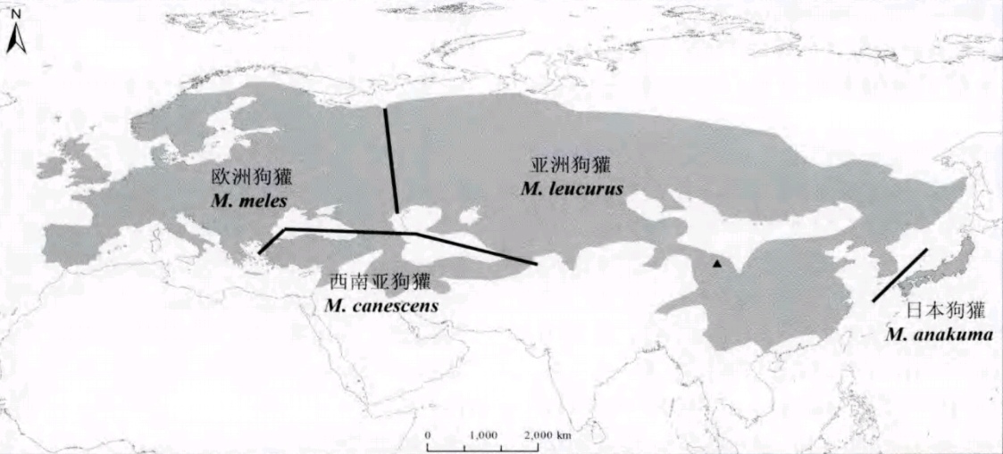 狗獾属_百度百科