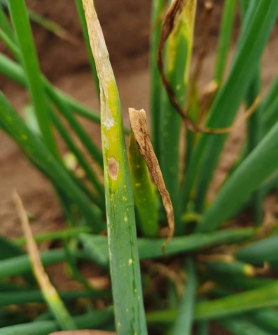 大葱霜霉病