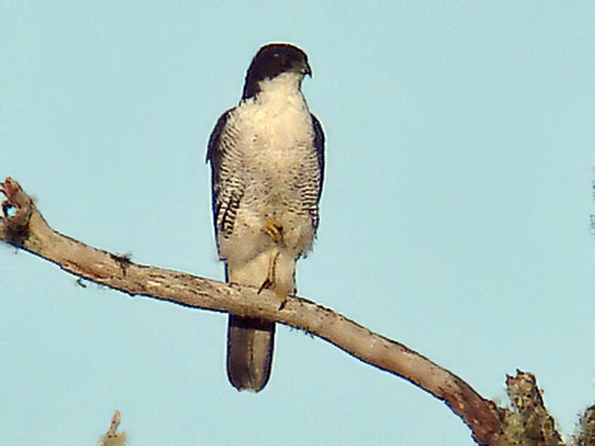  p>白颊雀鹰( i>accipiter meyerianus /i>)是鹰科,鹰属的一种大形