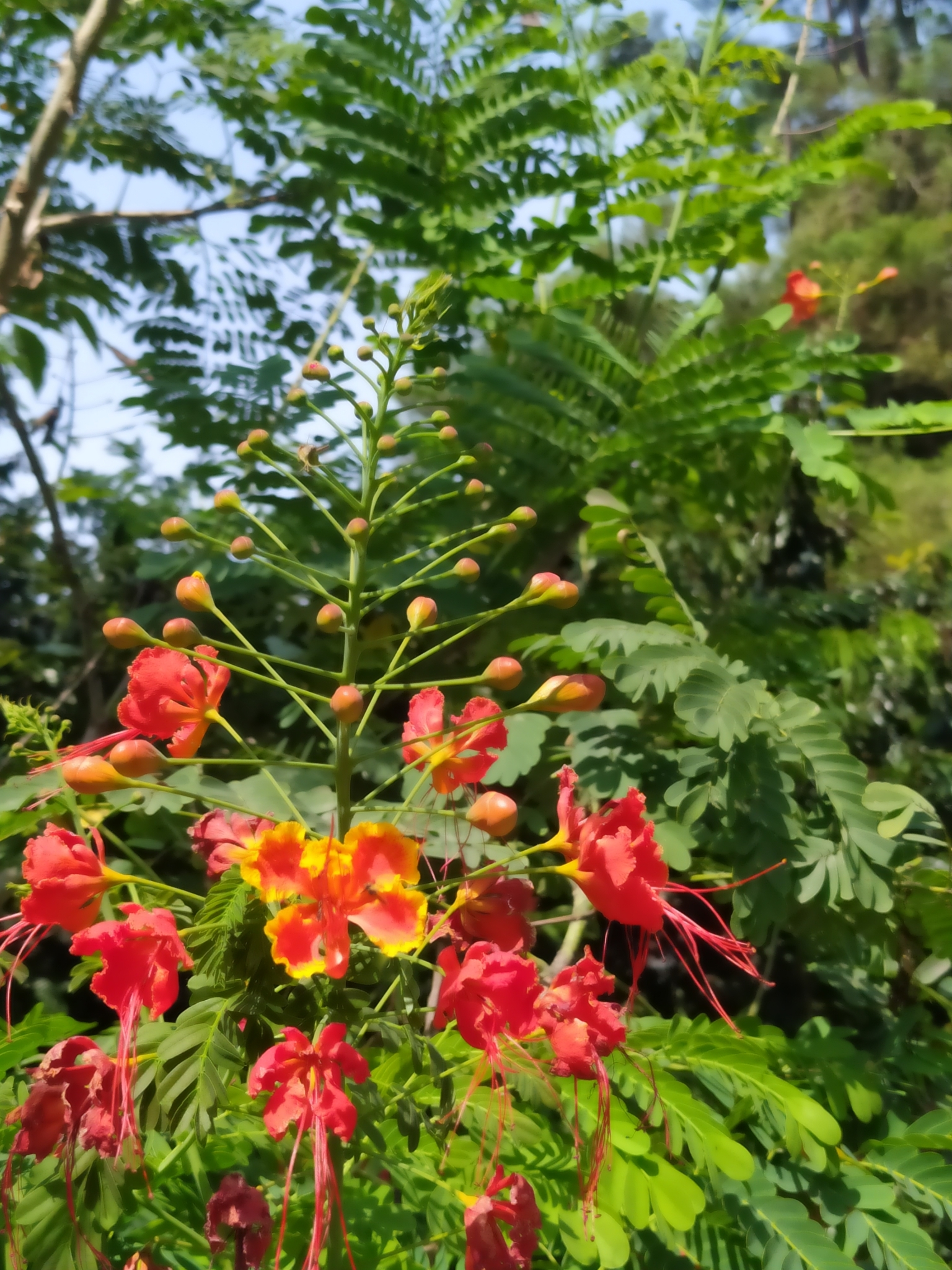  p>洋金凤(学名: i>caesalpinia pulcherrima /i> (l.) sw.