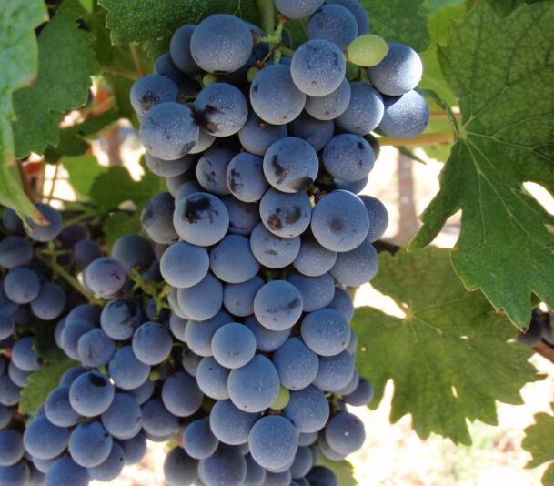  p data-id="gnwytyojwl">玛瑟兰,中文别名马瑟兰(marselan),是 a