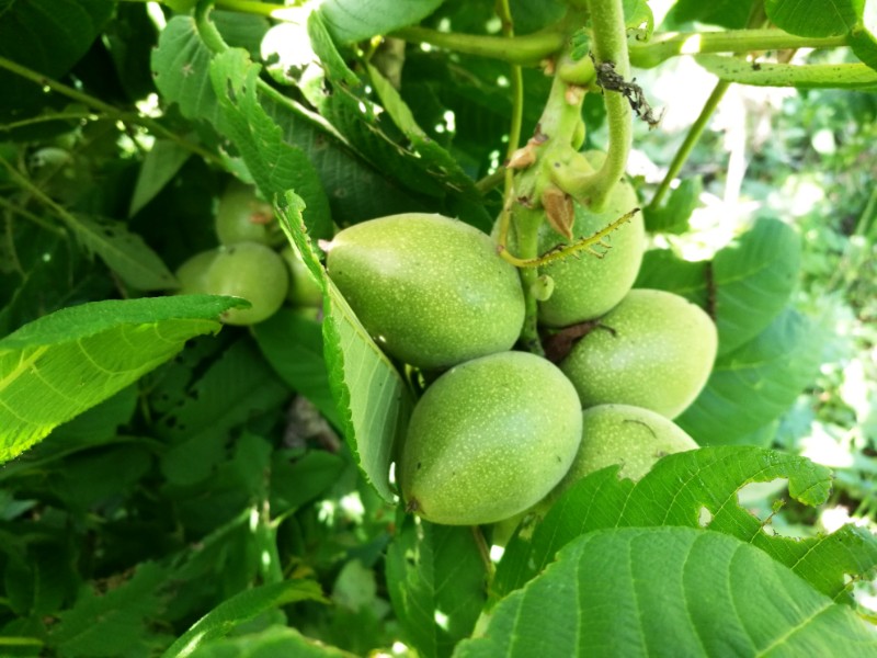  p data-id="tzr6tfvp5mcw">胡桃楸( i>juglans mandshurica /i>