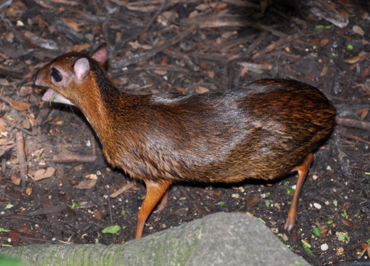  p>爪哇鼷鹿(学名: i>tragulus javanicus /i>):是鼷鹿科,鼷鹿属动物.