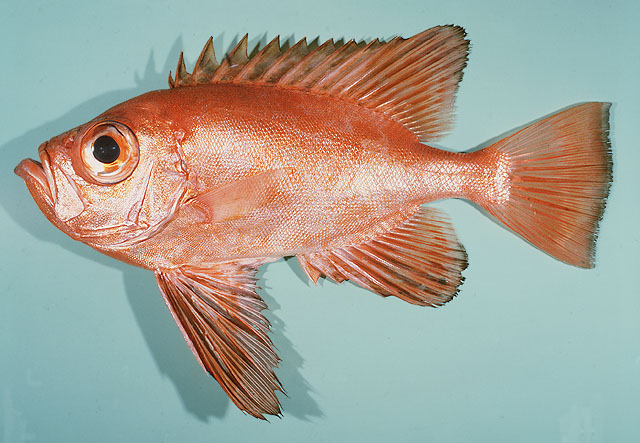  p>短尾大眼鲷(学名: i>priacanthus macracanthus /i>)是大眼鲷科