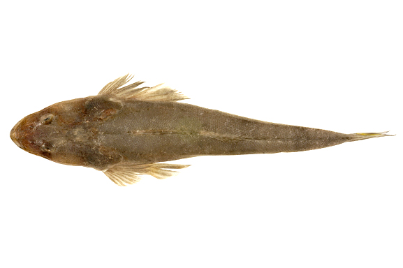  p>鲬(学名: i>platycephalus indicus /i>)是鲬科,鲬属鱼类.