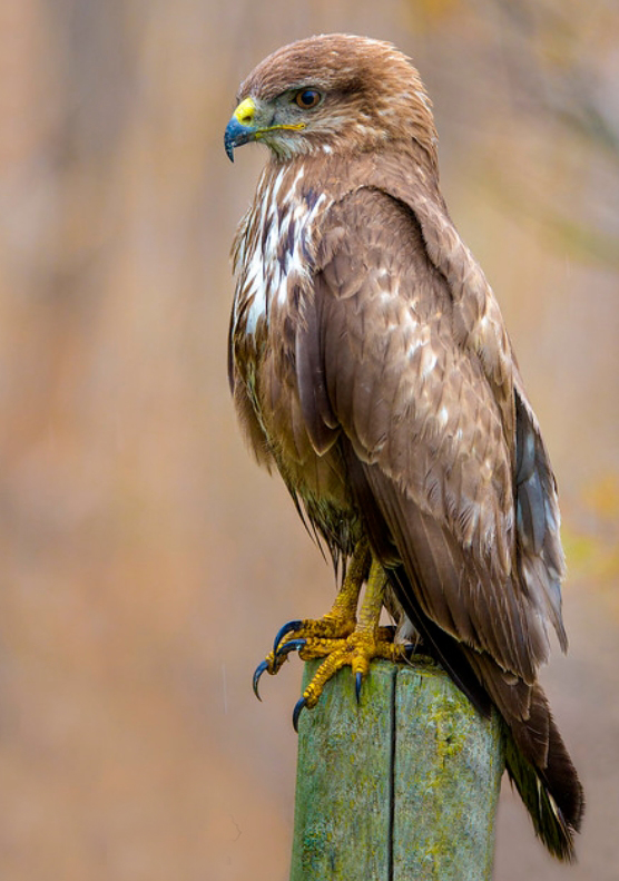 eurasian buzzard