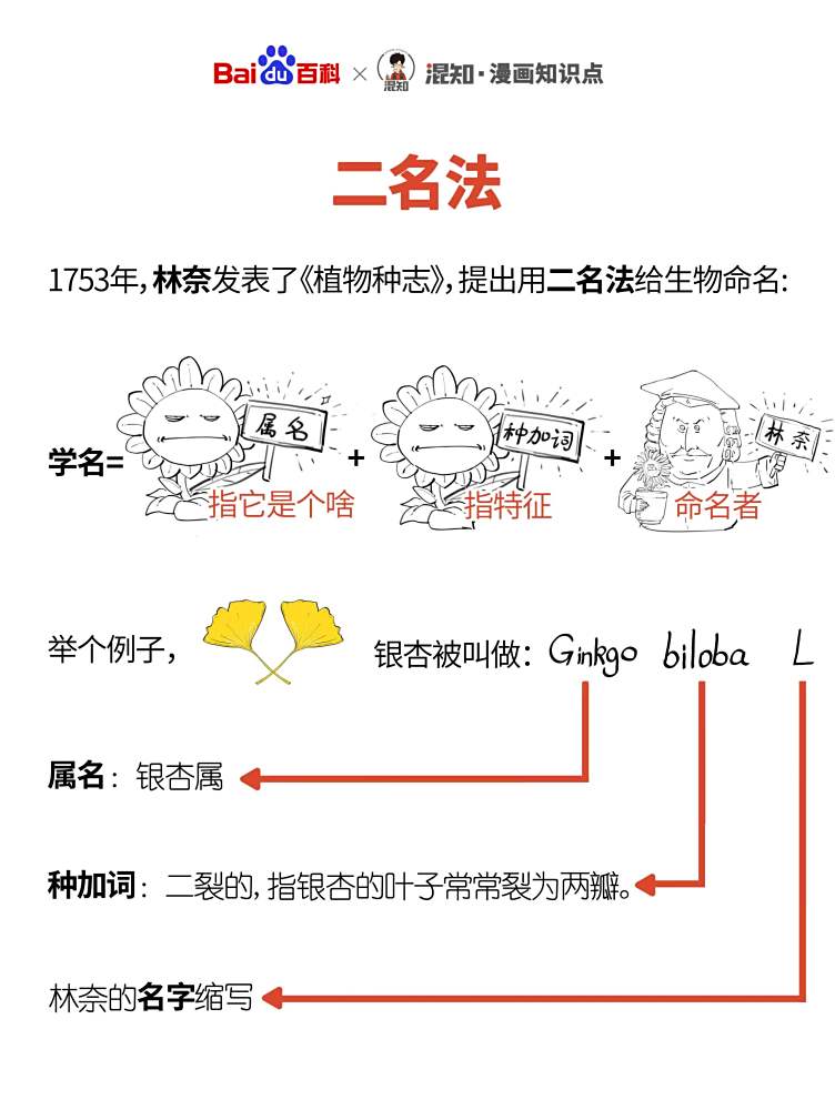 <p>百科x混知：图解二名法