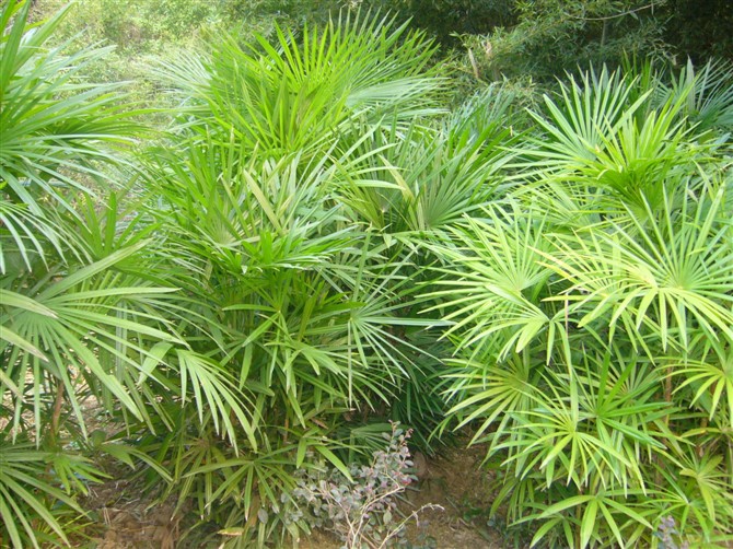henry)棕榈科棕竹属丛生灌木植物,茎为圆柱形,有节;叶呈掌状深裂,宽