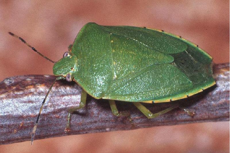  p>大角蝽是一种触角较大的昆虫. /p>