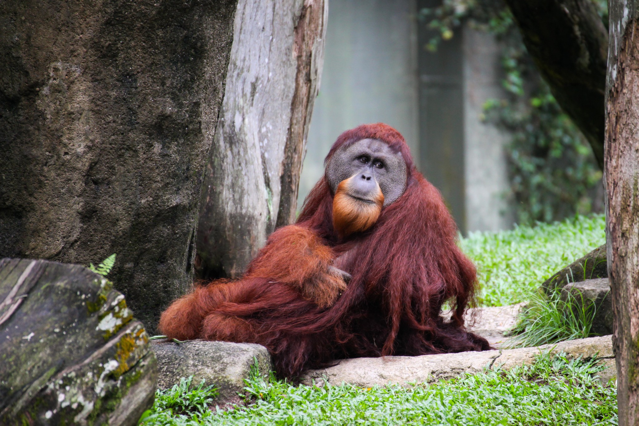  p>塔巴努里猩猩(学名: i>pongo tapanuliensis /i>):是猩猩亚科,猩猩