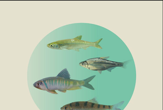 漓江鱼类生物多样性及其与环境的关系研究