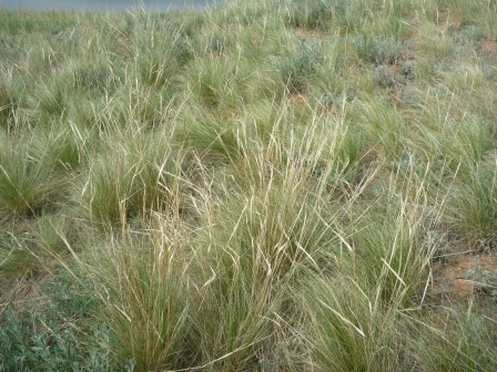新疆针茅_百度百科