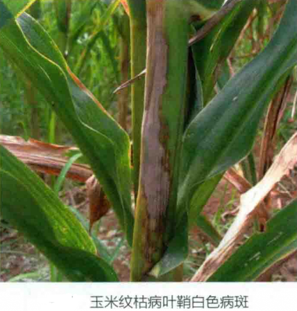 玉米纹枯病