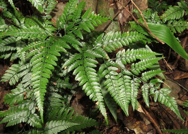  p>中华复叶耳蕨(学名: i>arachniodes chinensis /i> (rosenst.