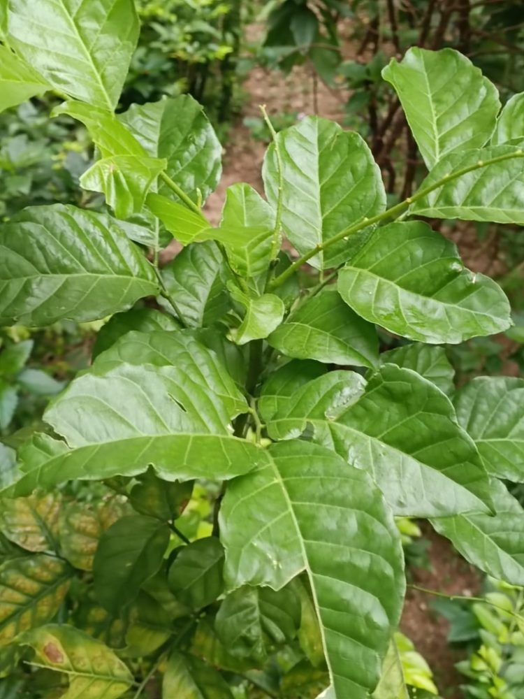 黄皮（芸香科黄皮属的一种植物）_百度百科