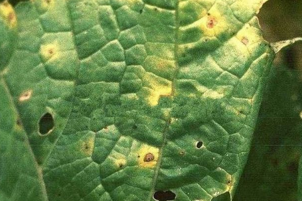  p>佛手瓜霜霉病是由古巴假霜霉引起的,发生在 a target="_blank"