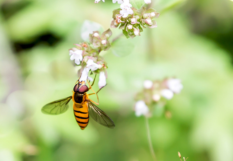  p>多毛刻柄金小蜂( i>stictomischus hirsutus 