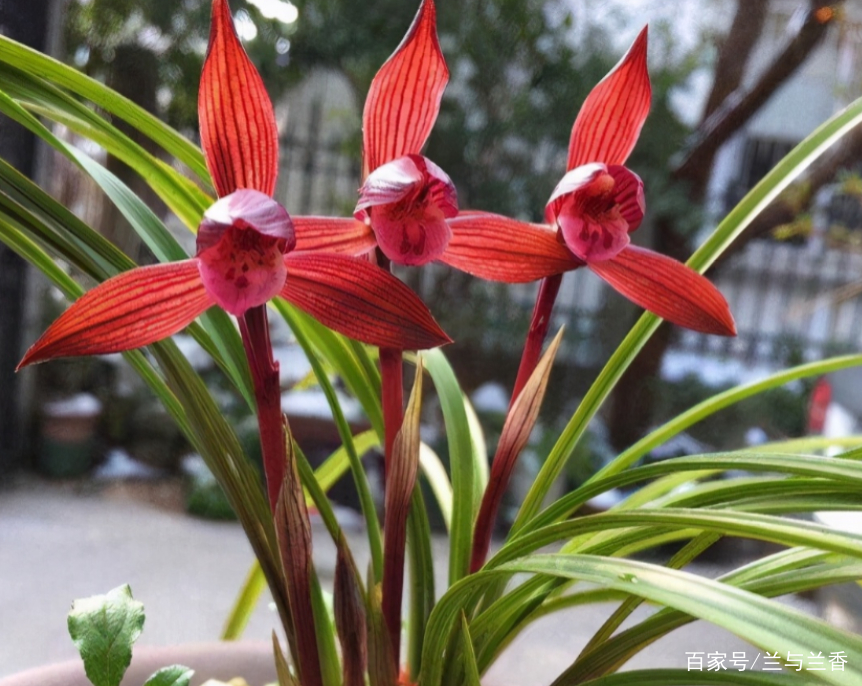 被誉为是“春兰第一红素”的兰花，花色艳丽，花香浓郁，养兰首选_百科TA说