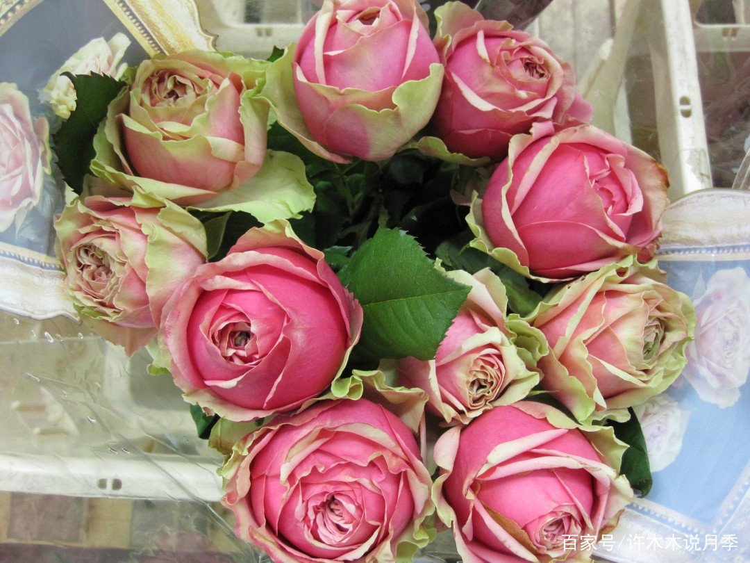 25款勤花又好养的月季品种推荐 新手一定要来一颗 盆栽地栽都行 百科ta说