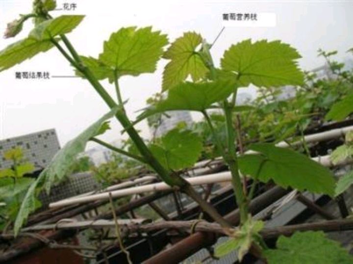 葡萄花芽分化在什么时期 需要怎样应对措施 百科ta说