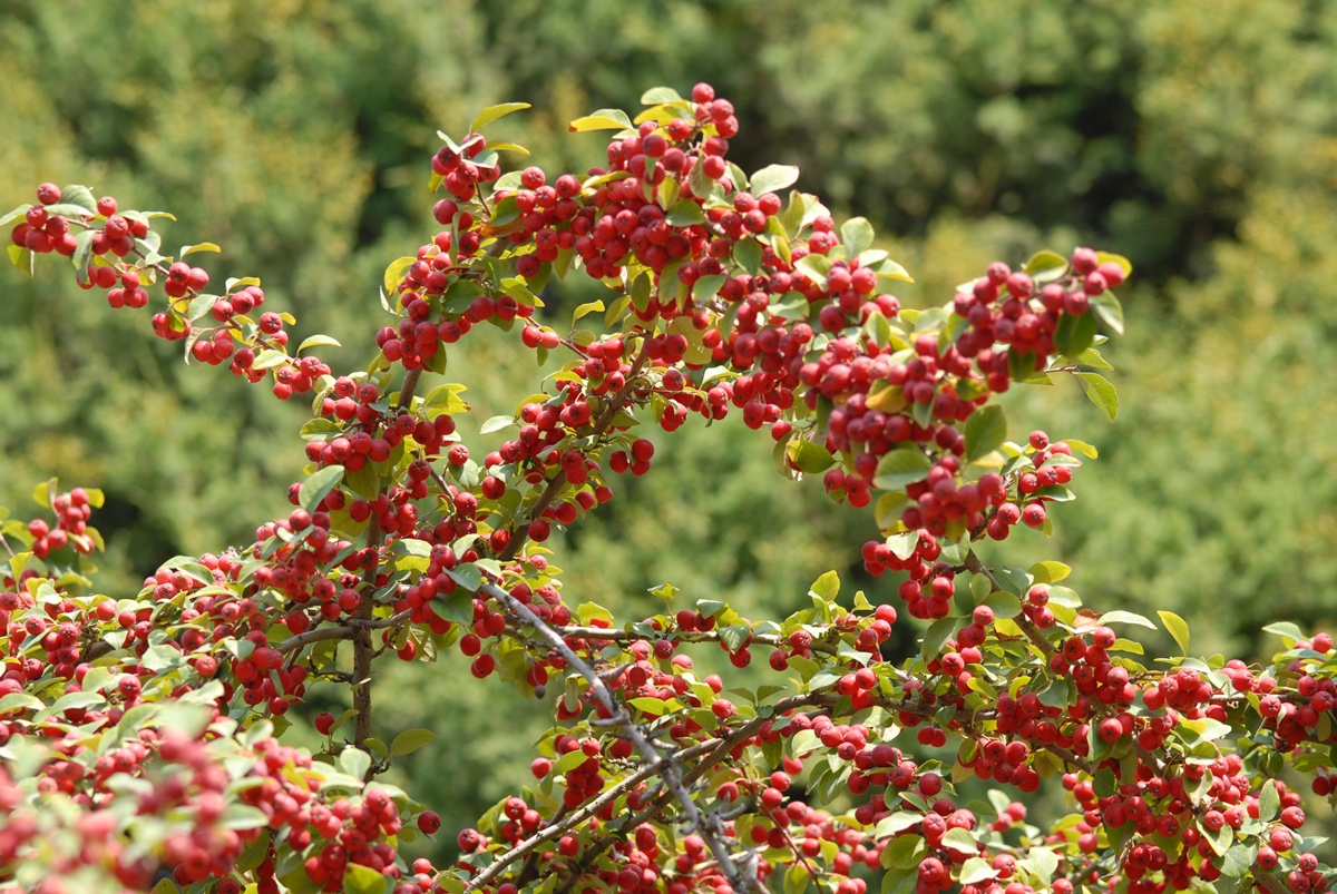 栒子扎西塘村1号