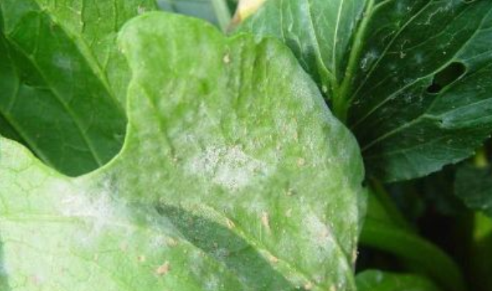 油菜白粉病