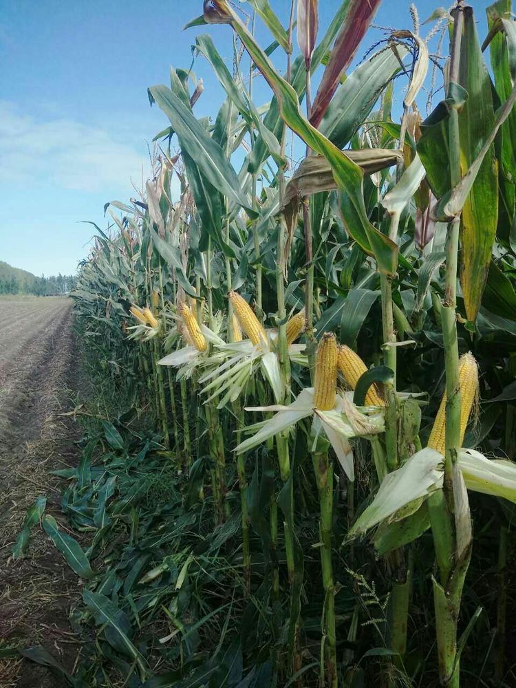 data-lemmaid="7351">黑龙江省绥化市青冈县下辖镇,地处<a target