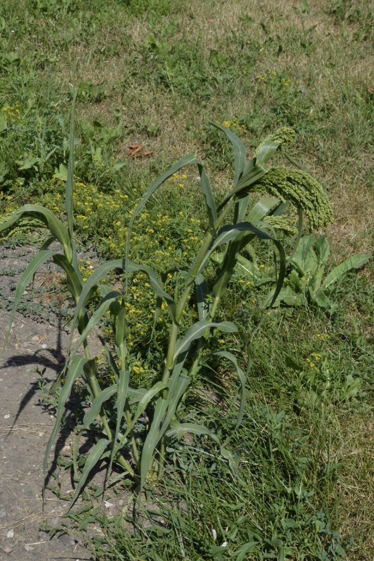 别名稷,黍稷,糜子和黄米等,是禾本科黍属一年生草本植物 sup data