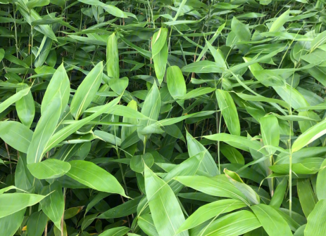 箬叶（竹亚科箬竹属植物箬竹的叶）_百度百科