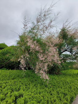 柽柳（柽柳科柽柳属植物）_百度百科
