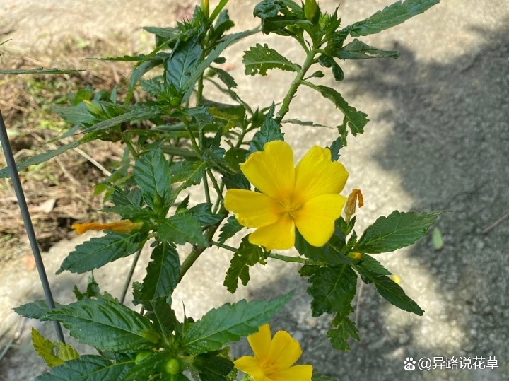 时钟花：会开放又会休息的高贵规律之花，有“爱在你身边”的寓意_百科TA说