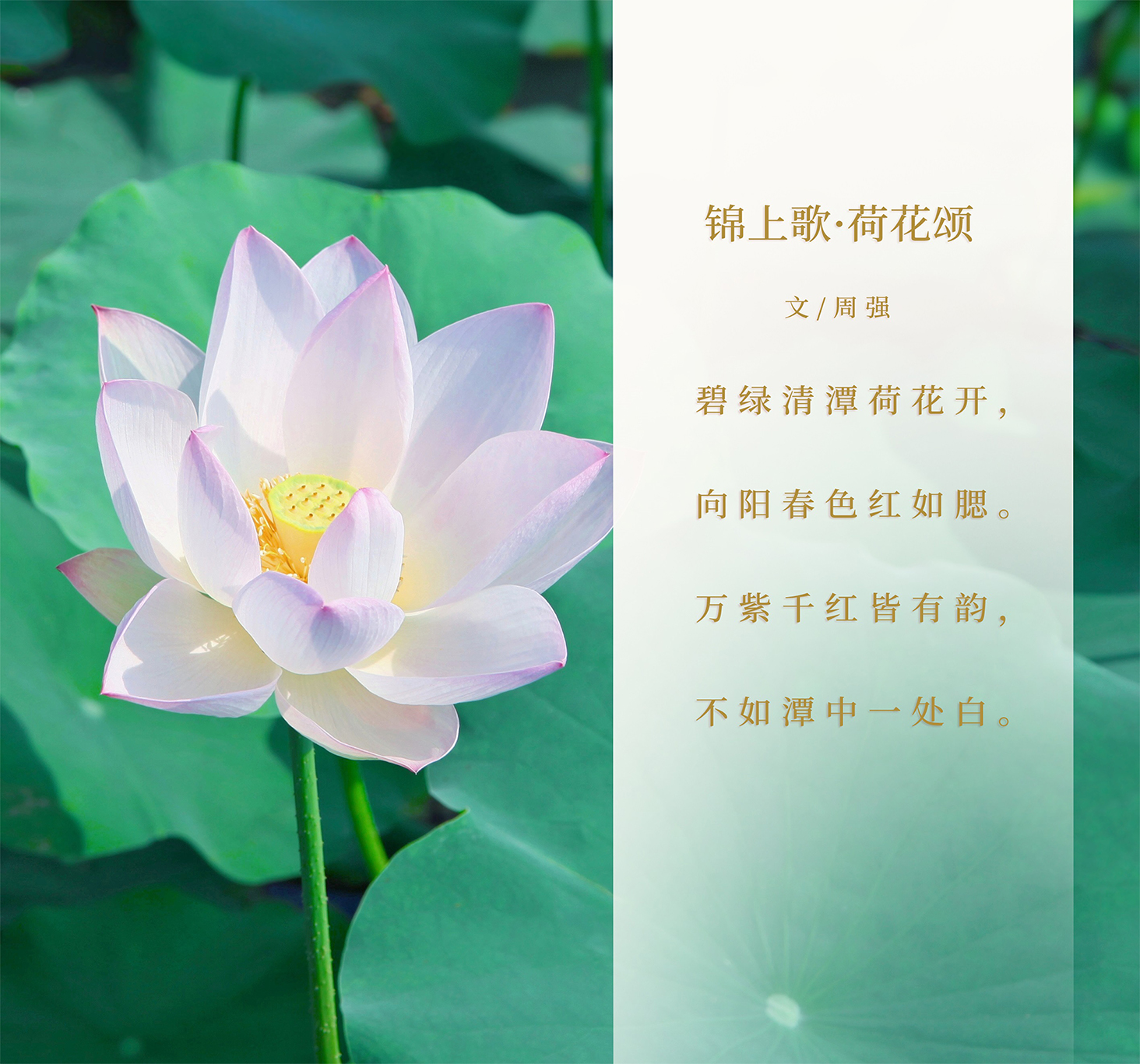 锦上歌·荷花颂