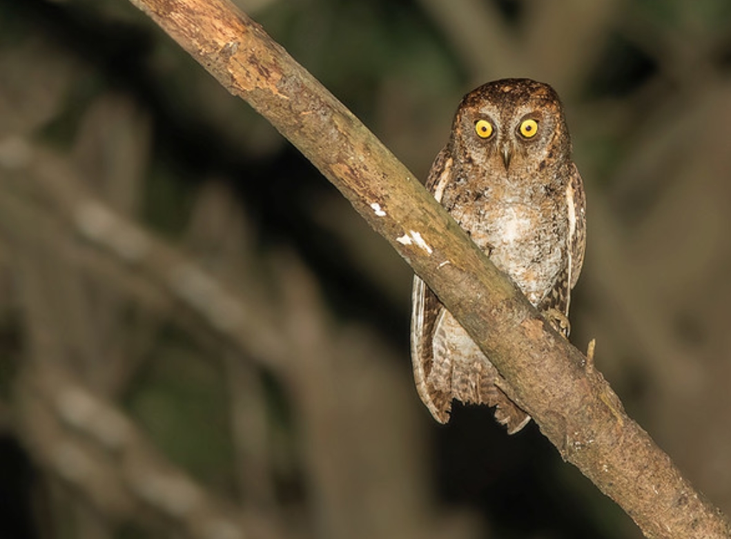 p>优雅角鸮(学名: i>otus elegans /i>):是鸱鸮科,角鸮属的猫头鹰.
