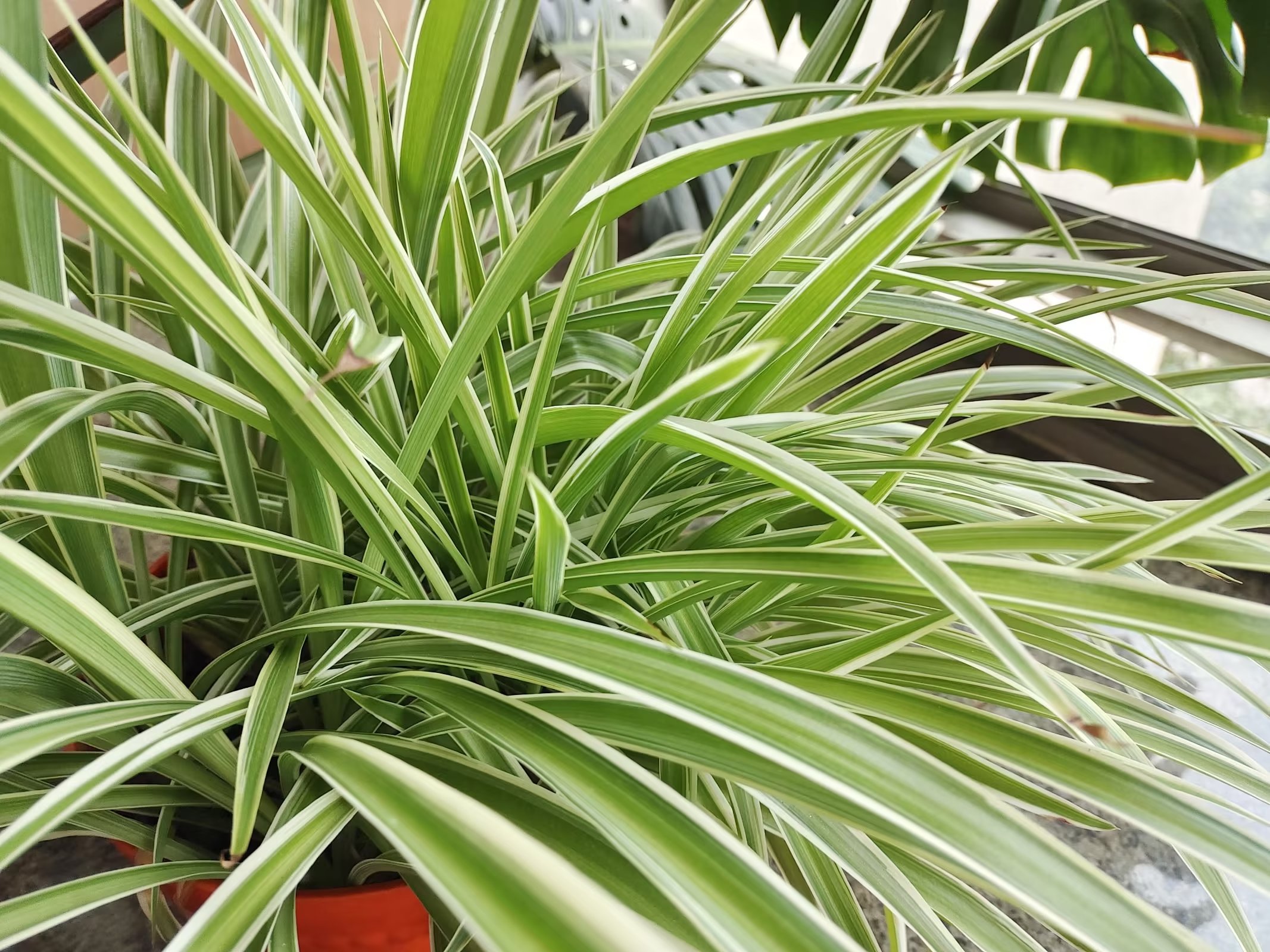  p data-id="gnbi4uwfxm">叶子是高等植物的 a target="_blank" href=