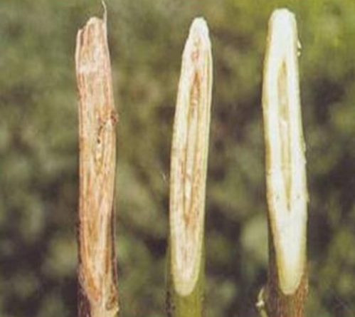  p>棉花黄萎病是由棉花黄萎病病原菌(黑白轮枝菌和大丽轮枝菌)引起