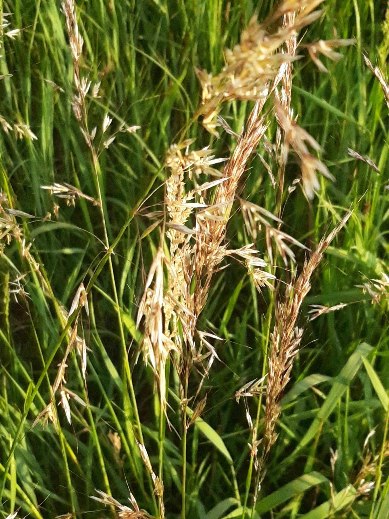 西伯利亚三毛草