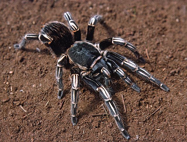 哥斯达黎加斑马脚蜘蛛