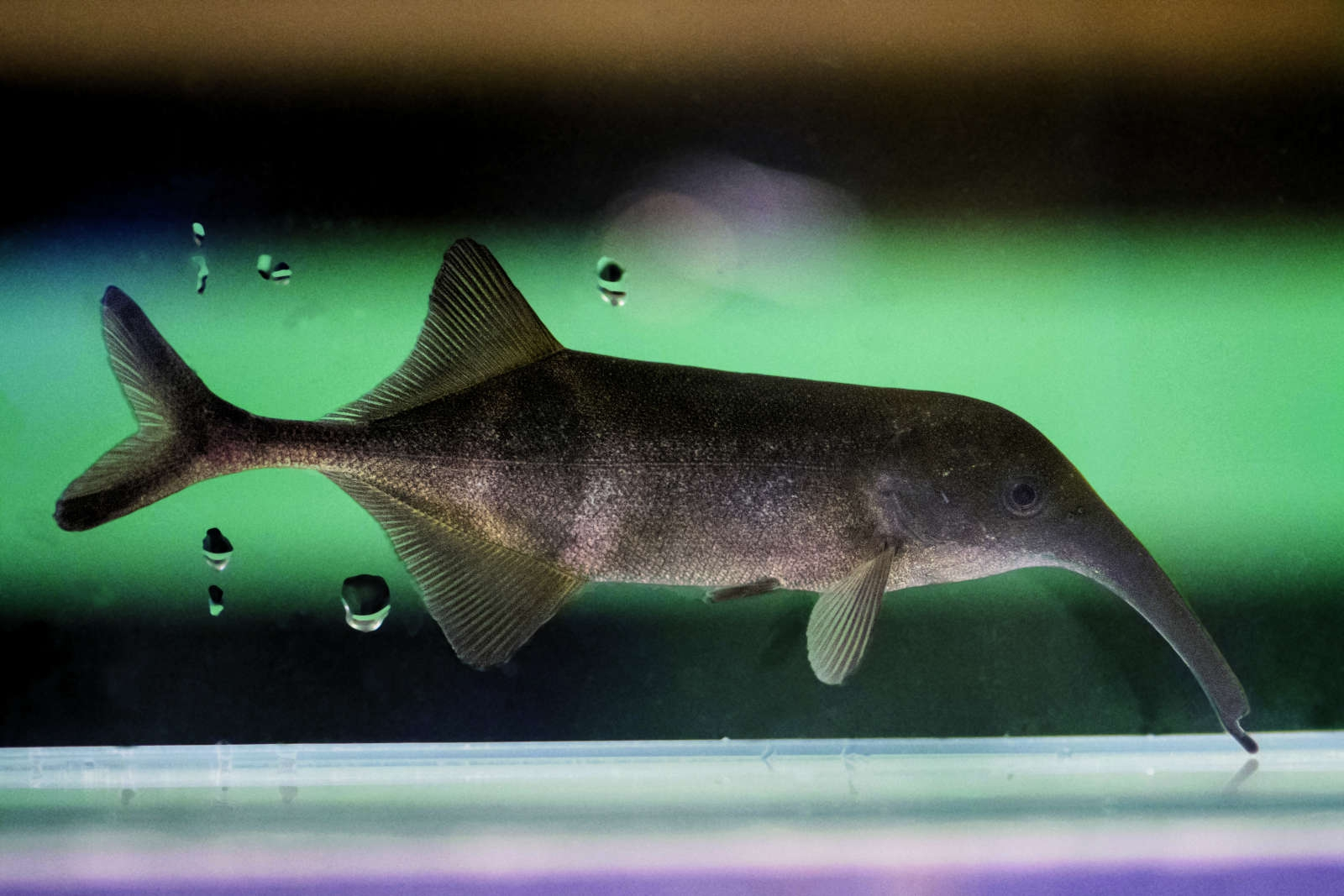 奇异弯颌象鼻鱼