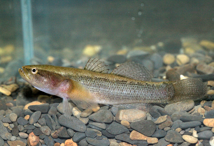  p>尖头塘鳢(学名: i>eleotris oxycephala /i>)是塘鳢科,塘鳢属的一